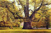 harold altman The Tree 1986