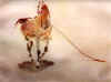 moti cheval de face