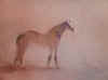 moti cheval tranquille