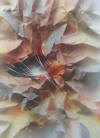 Nierman Autumn Wind
