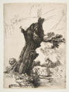 rembrandt St Jerome beside the pollard willow