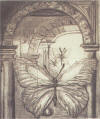Rothe Butterflies Hall