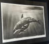 wyland dolphins